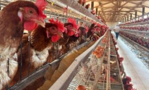 Mato Grosso conta com 37,2 milhões de aves comerciais, sendo Nova Mutum, Primavera do Leste e Lucas do Rio Verde os municípios que concentram a maior produção de aves. - Foto por: Indea