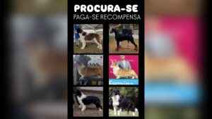 Cientistas detectam acontecimento sem precedentes no Golfo do Panamá