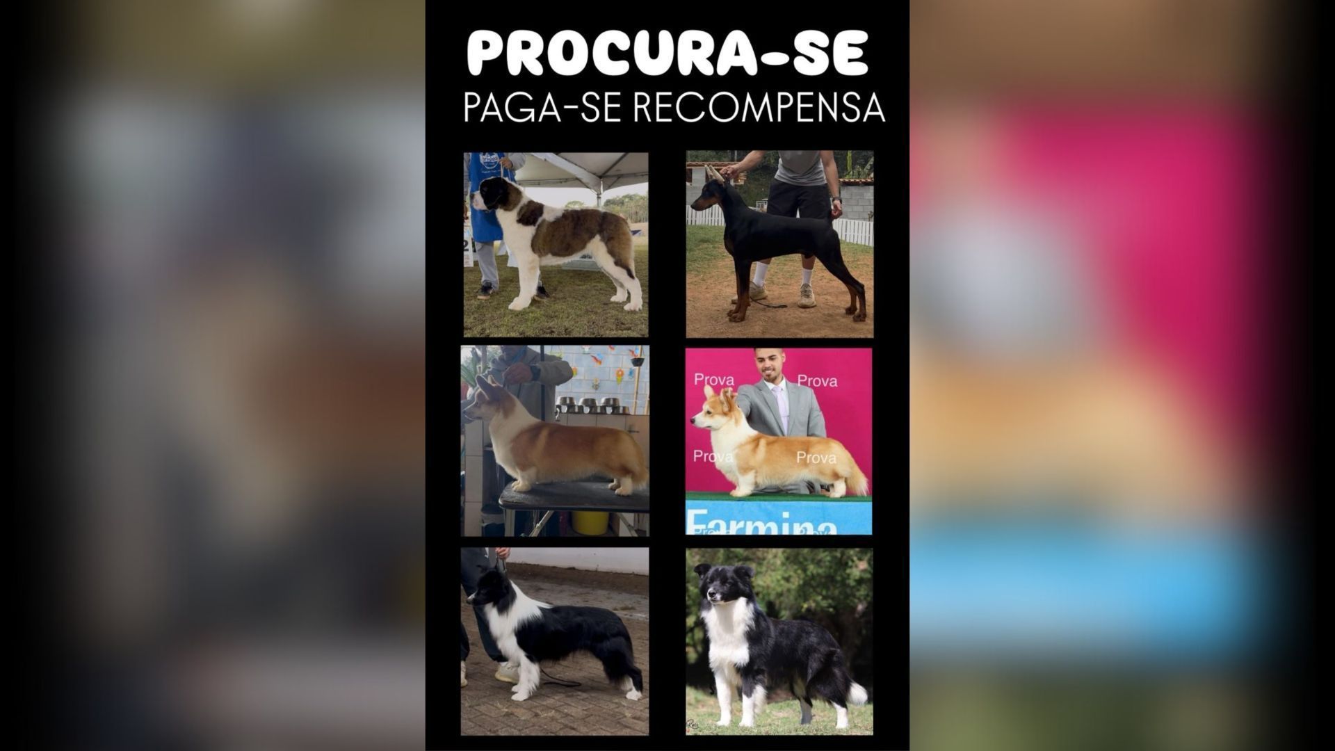 Cientistas detectam acontecimento sem precedentes no Golfo do Panamá