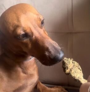 maconha para cachorro
