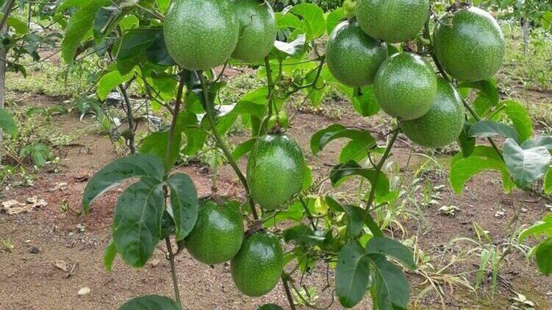 139111_maracuja-verde-jpg.jpg