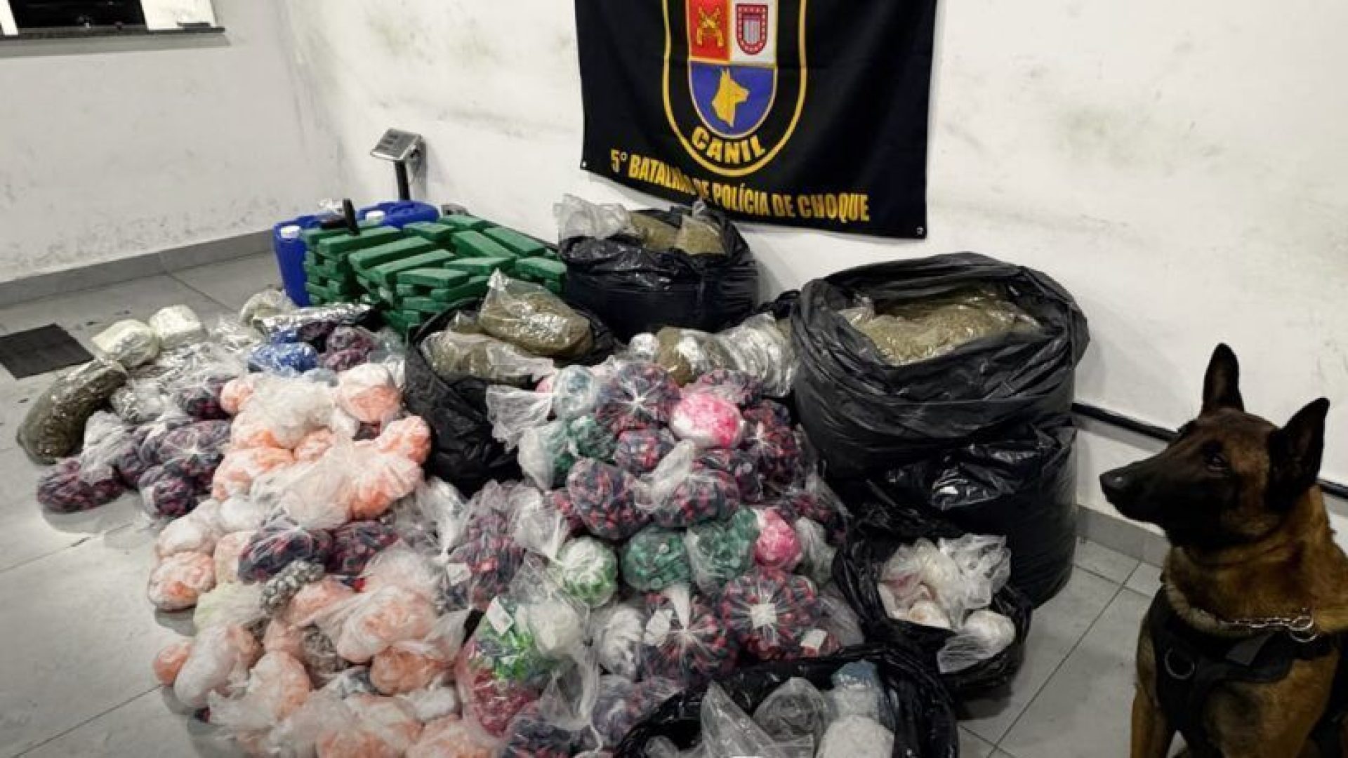 Cão farejador da Polícia Militar localiza quase 300 Kg de drogas em comunidade da Zona Sul de SP  • Reprodução/PMSP