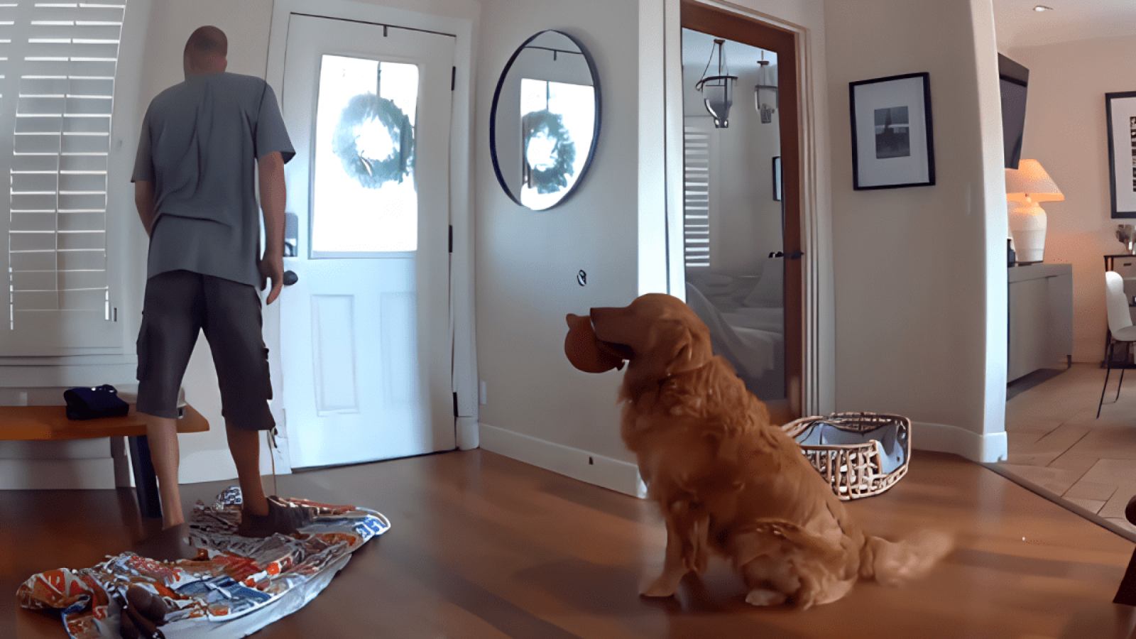 Rabinho abanando e brinquedo na boca: o golden retriever Nash estava pronto para brincar com o ladrão  • Instagram/danterowley