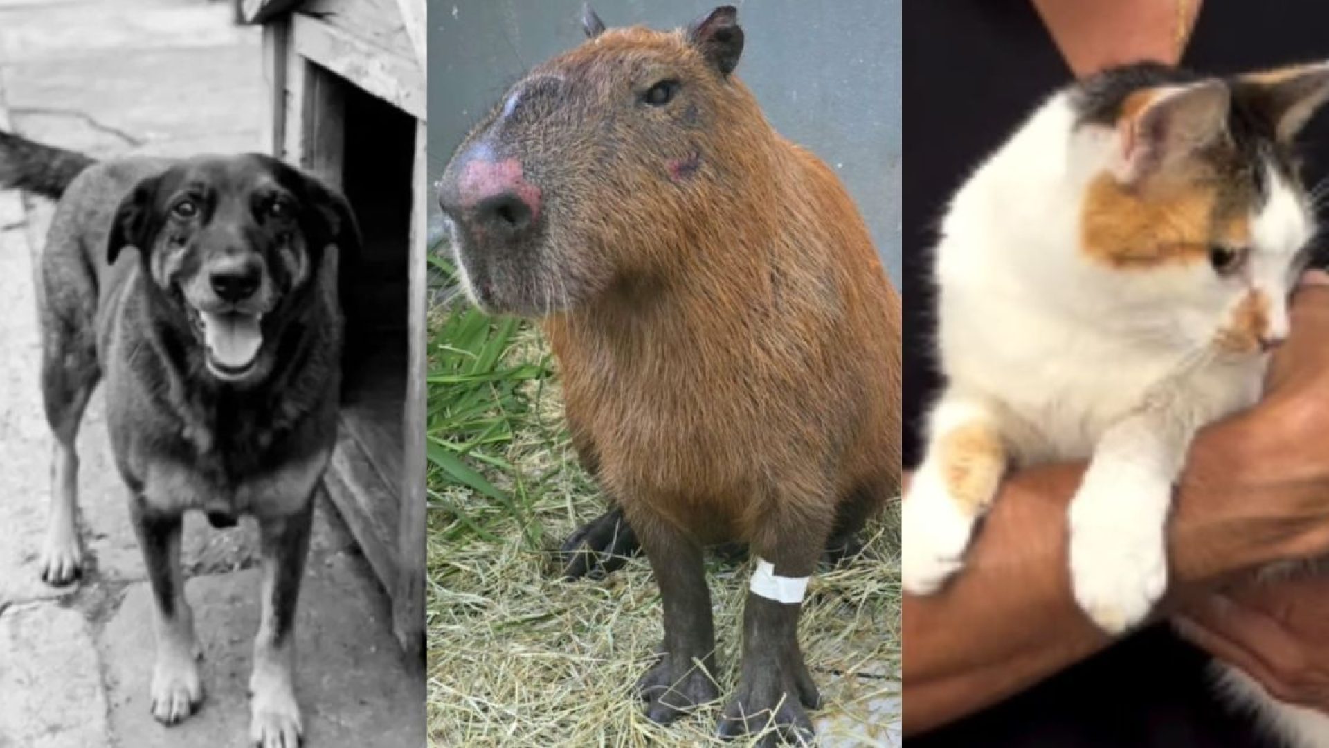 Casos de violência em Santa Catarina, Rio de Janeiro e São Paulo motivaram o endurecimento de leis federais e a aplicação de multas severas  • Montagem CNN