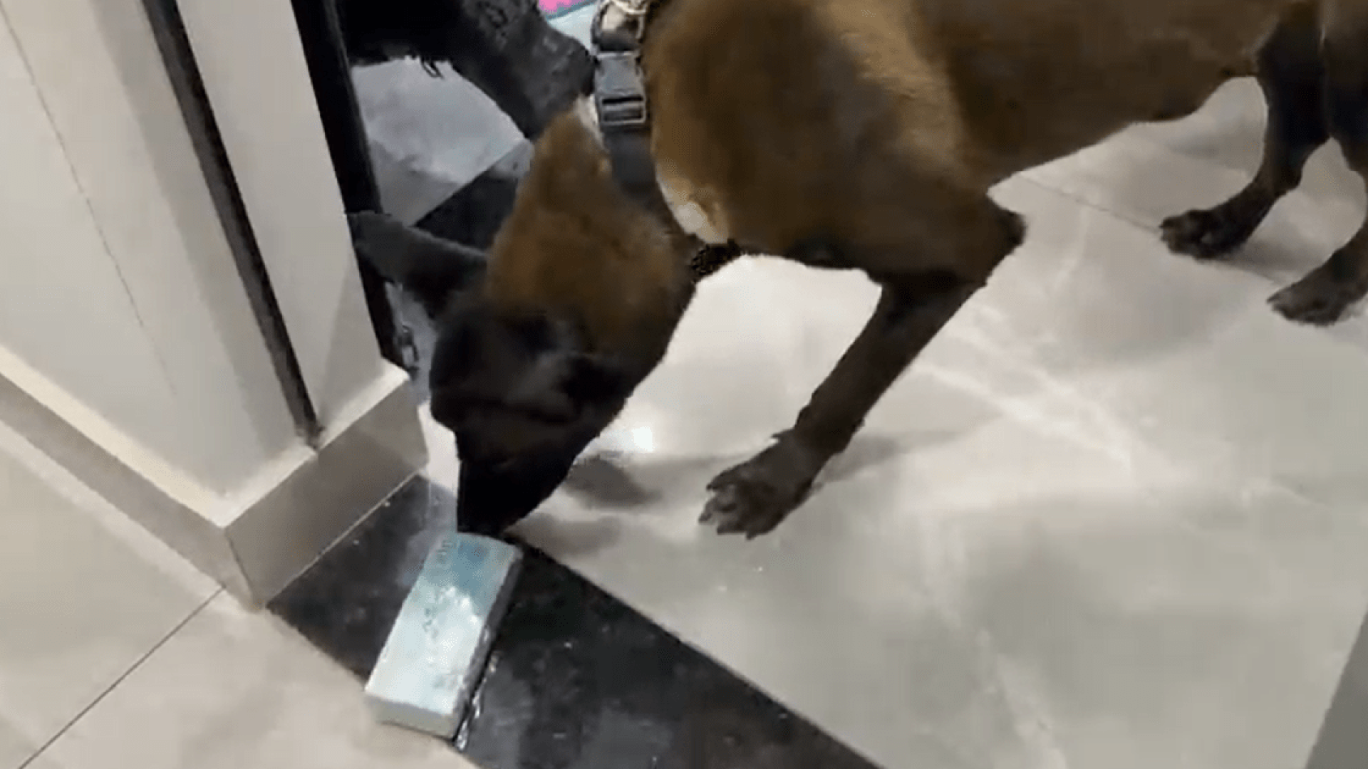 Com apoio de cães farejadores equipes policiais localizaram armas, uma quantia expressiva de dinheiro e aparelhos celulares, escondidos em fundos falsos de móveis  • Polícia Militar de São Paulo/Divulgação