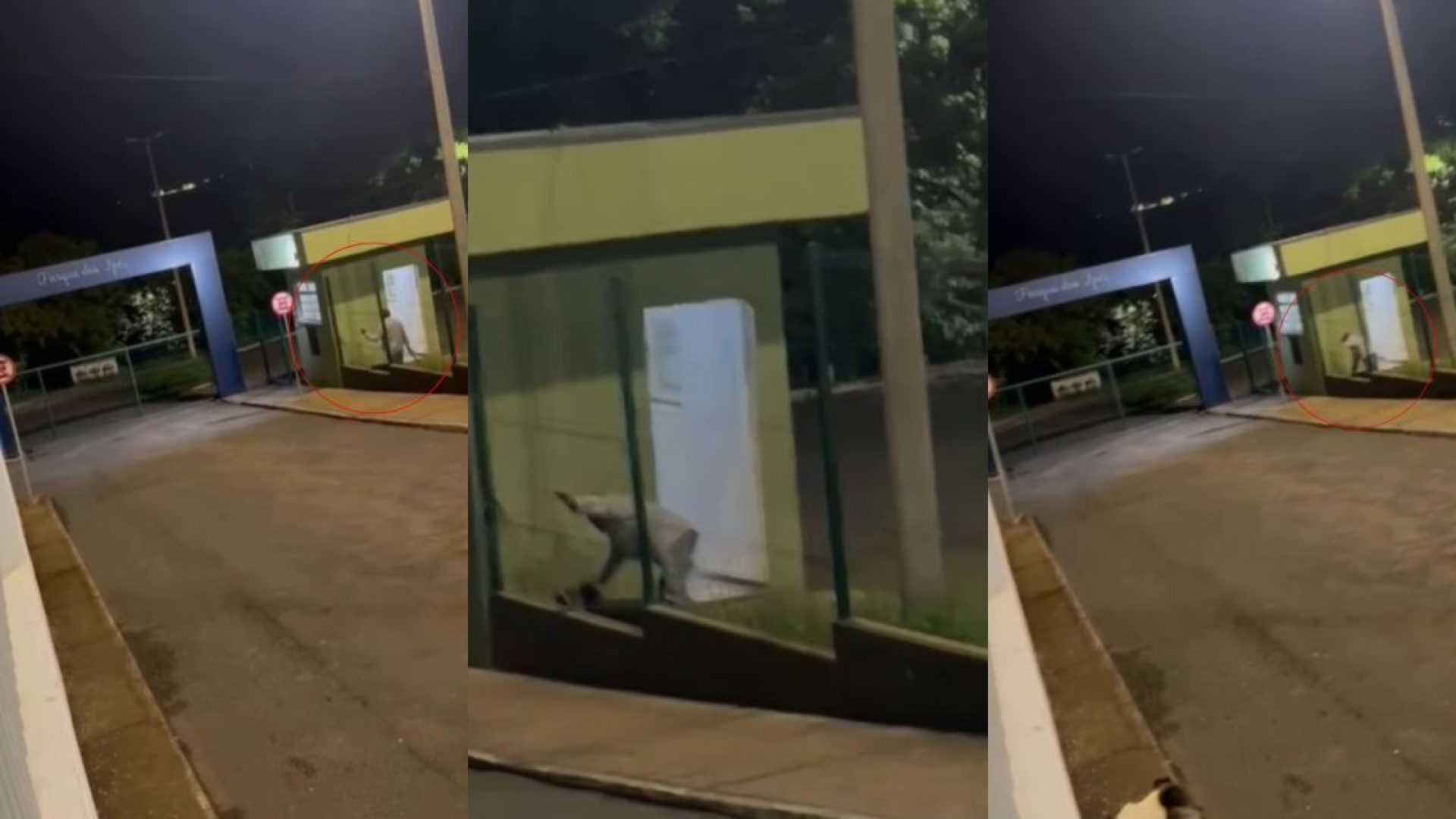 Vigilante de parque espanca cachorro com bambu e é preso  • Rerpodução/Redes Sociais