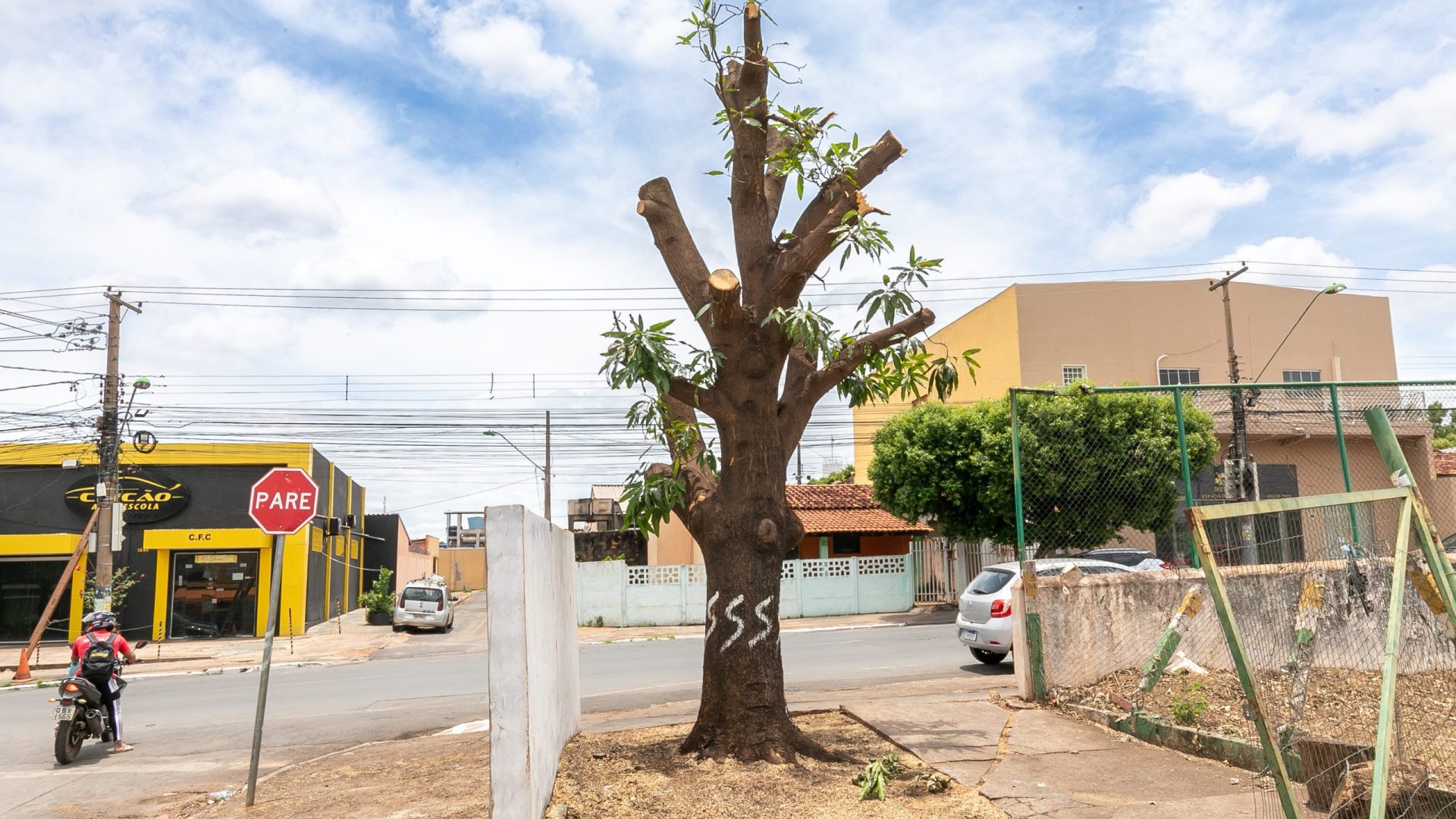 Casos de podas irregulares e de cortes de árvores têm sido registrados em vários bairros de Cuiabá. Crédito: Erlan Aquino