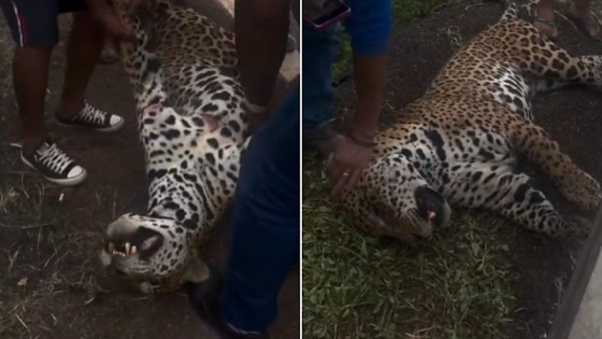 d87cadf4fc31d7fd933e9a1d74ad1a39