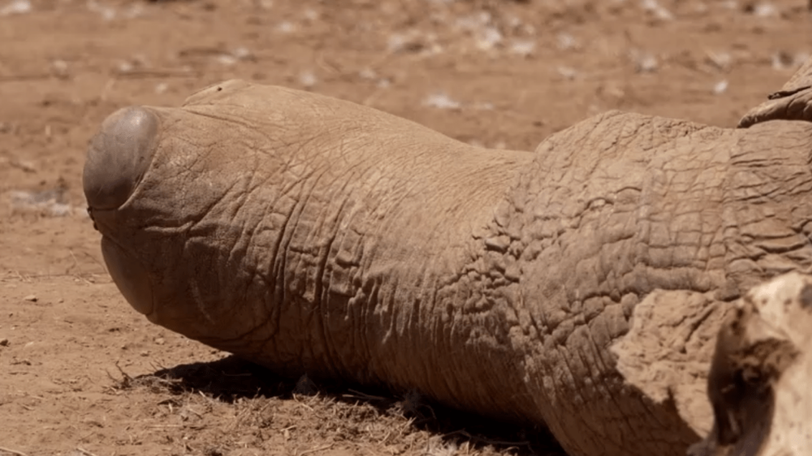 Mortes de elefantes em Amboseli, no Quênia, desencadeiam investigação sobre envenenamento  • REUTERS