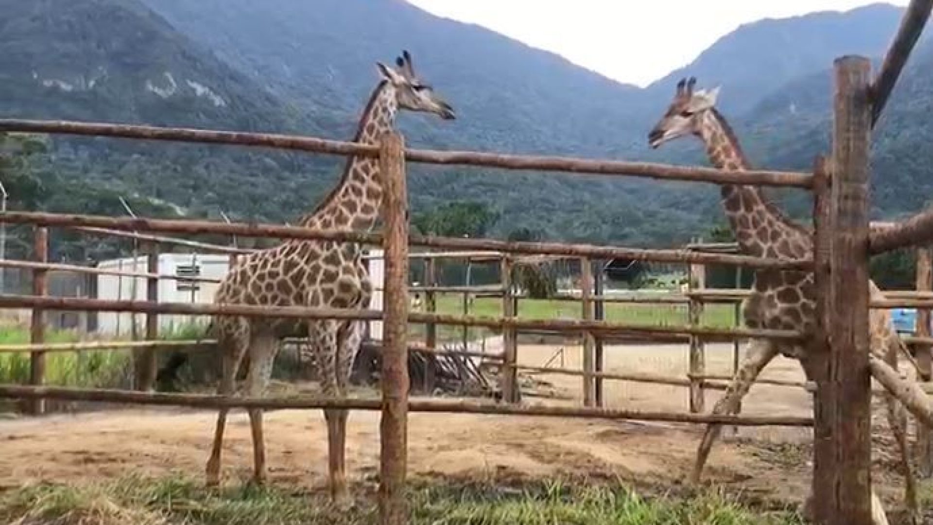 Bioparque do Rio importou cerca de 18 girafas trazidas de avião do continente africano para um resort em Mangaratiba.  • Divulgação/BioParque