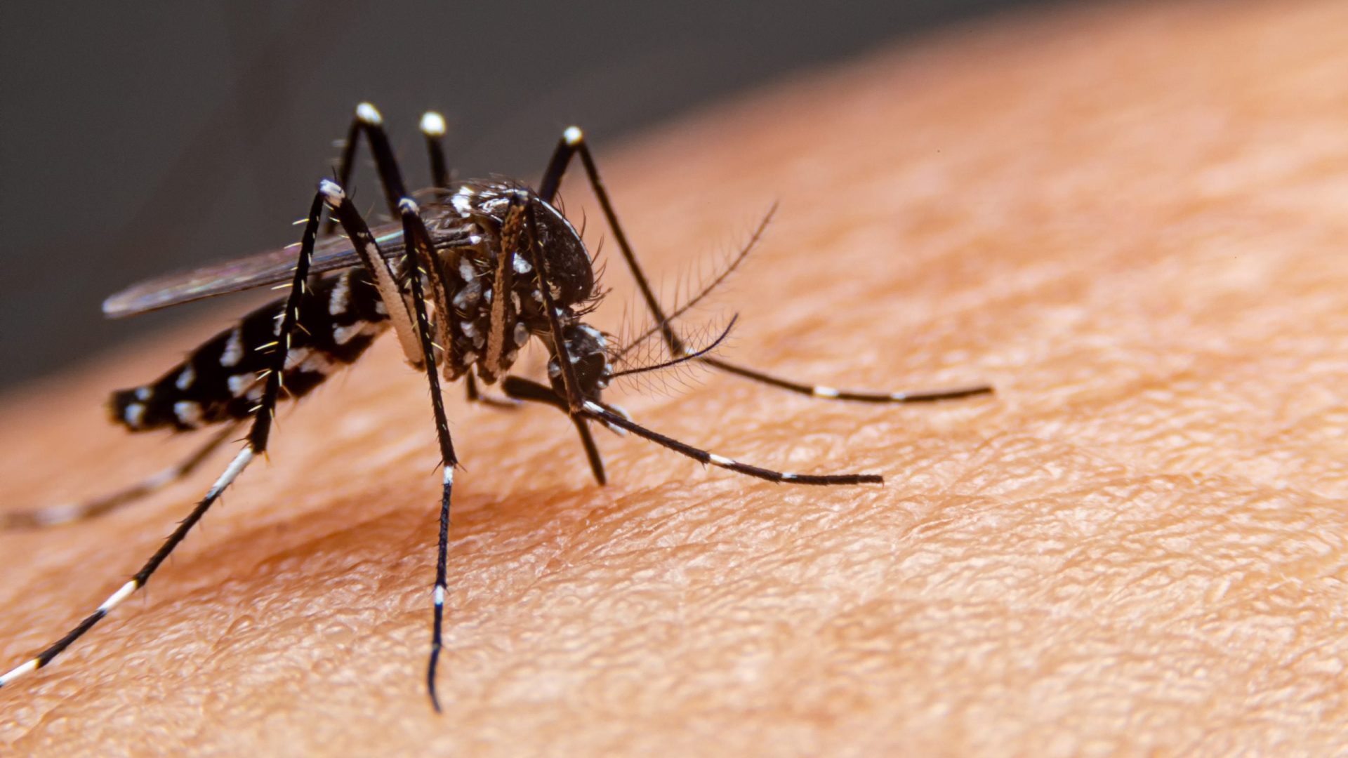 mosquito-dengue-scaled-1