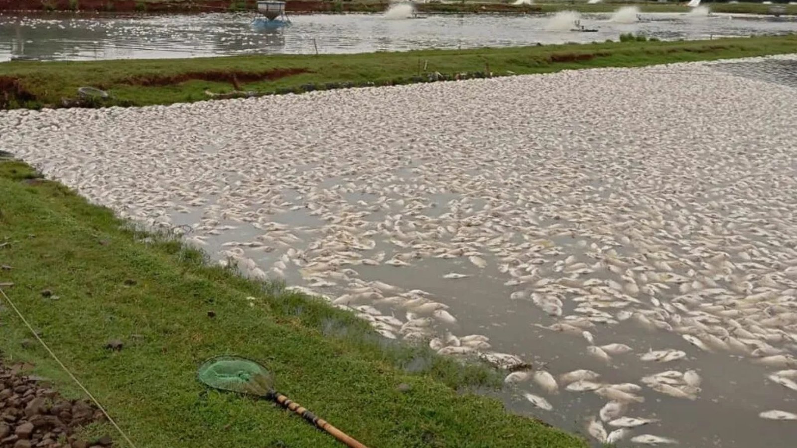 Paraná produziu mais de 273 mil toneladas de peixes em 2025  • Faep