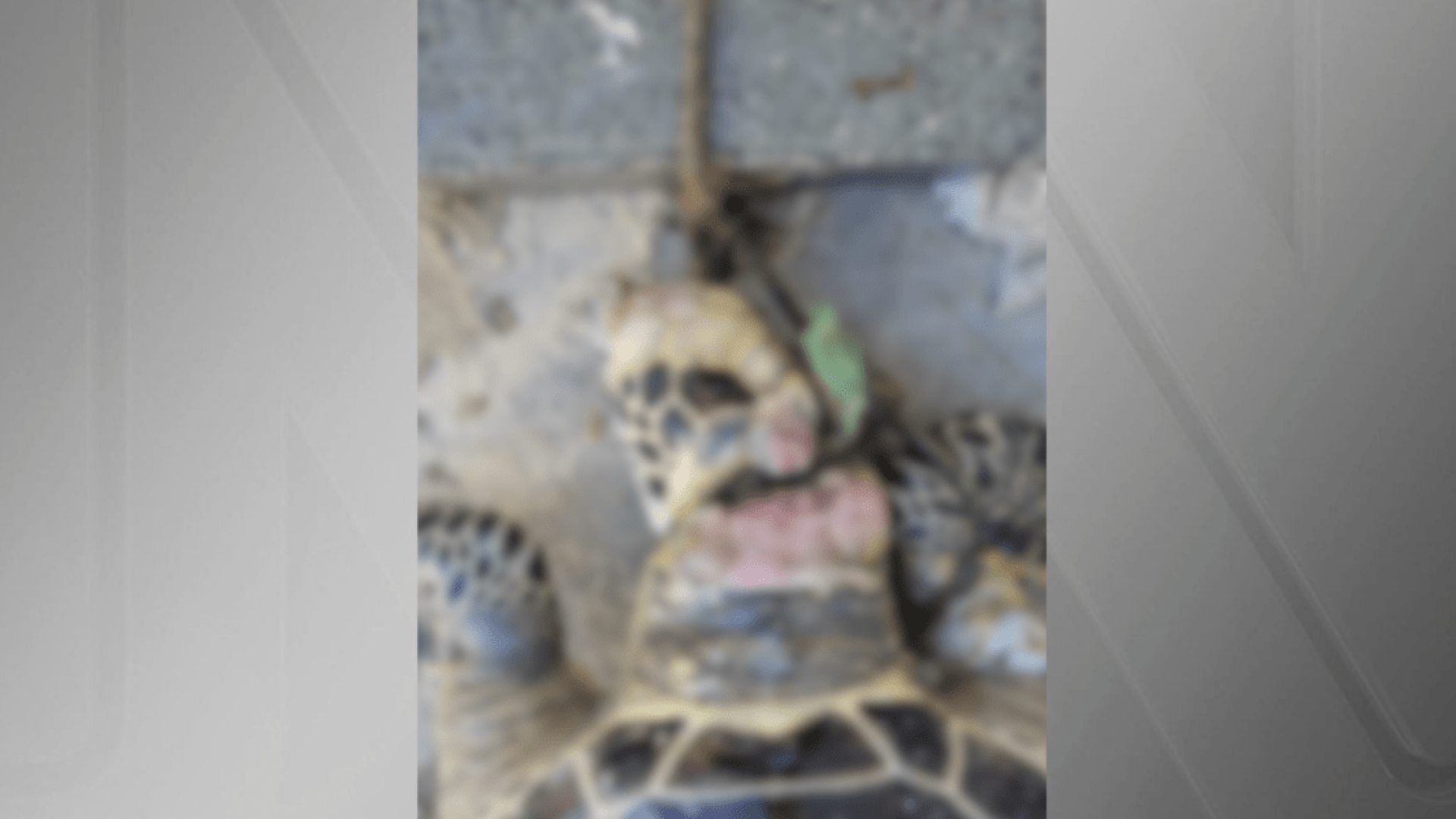 Tartaruga apresentava evidências de vandalismo humano  • Univale - Unidade Penha